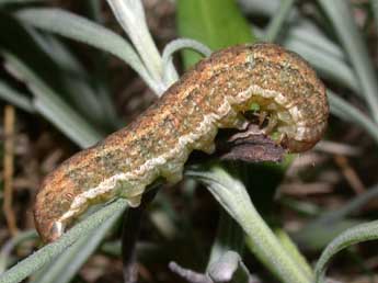  Chenille de Polymixis argillaceago Hb. - ©Philippe Mothiron