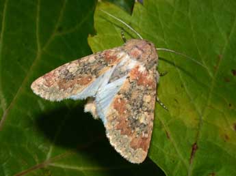 Polymixis argillaceago Hb. adulte - Philippe Mothiron