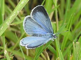 Celastrina argiolus L. adulte - ©Catherine Wellings