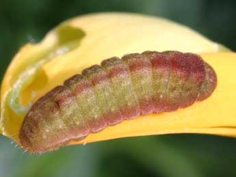  Chenille de Celastrina argiolus L. - Serge Wambeke