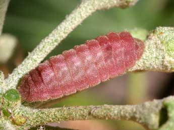  Chenille de Celastrina argiolus L. - Serge Wambeke