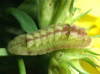  Chenille de Celastrina argiolus L. - ©Serge Wambeke