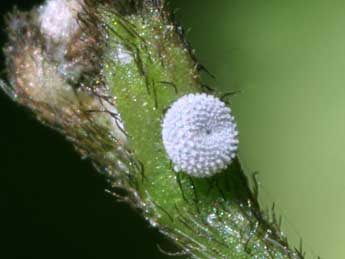  Oeuf de Celastrina argiolus L. - ©Serge Wambeke