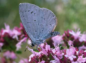 Celastrina argiolus L. adulte - ©Philippe Mothiron