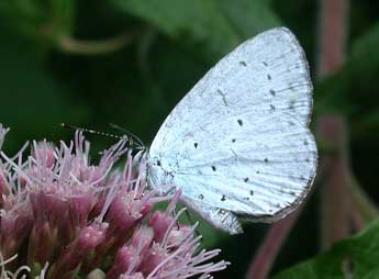 Celastrina argiolus L. adulte - Philippe Mothiron