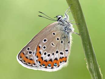 Plebejus argyrognomon Brgstr. adulte - ©Daniel Morel