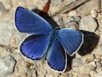 Plebejus argyrognomon Brgstr. adulte - ©Daniel Morel