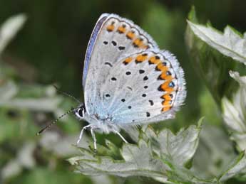 Plebejus argyrognomon Brgstr. adulte - ©Philippe Mothiron