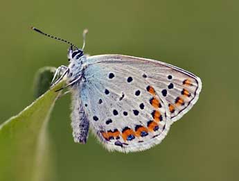 Plebejus argyrognomon Brgstr. adulte - ©Daniel Morel