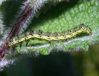  Chenille de Helicoverpa armigera Hb. - ©Philippe Mothiron