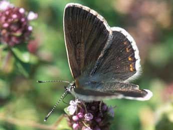 Aricia artaxerxes F. adulte - ©Tristan Lafranchis