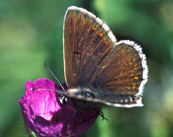 Aricia artaxerxes F. adulte - Tristan Lafranchis