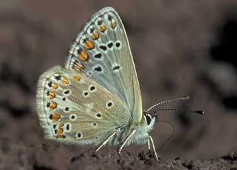 Aricia artaxerxes F. adulte - ©Tristan Lafranchis