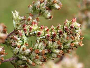  Chenille de Cucullia artemisiae Hfn. - Serge Wambeke