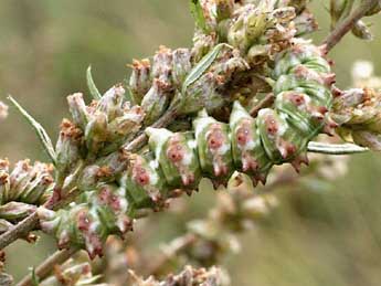  Chenille de Cucullia artemisiae Hfn. - Serge Wambeke