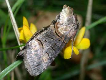 Abrostola asclepiadis D. & S. adulte - Philippe Mothiron