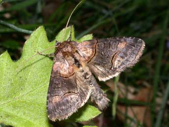 Abrostola asclepiadis D. & S. adulte - Philippe Mothiron