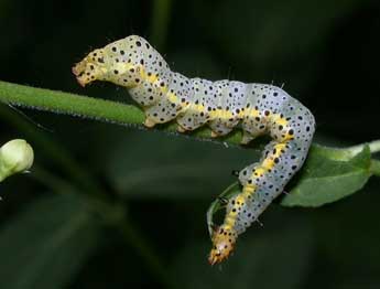  Chenille de Abrostola asclepiadis D. & S. - ©Philippe Mothiron