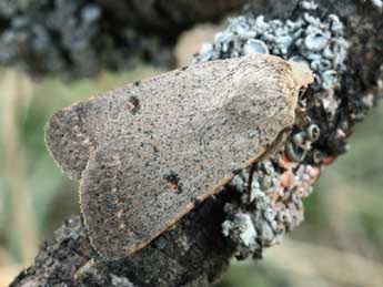 Caradrina aspersa Rbr adulte - ©Daniel Morel