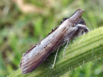 Cucullia asteris D. & S. adulte - ©Daniel Morel