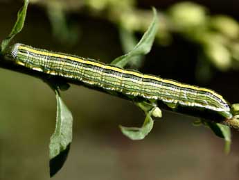  Chenille de Cucullia asteris D. & S. - ©Daniel Morel