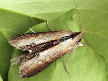 Cucullia asteris D. & S. adulte - ©Daniel Morel