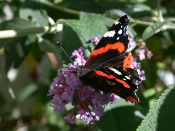 Vanessa atalanta L. adulte - ©Philippe Mothiron