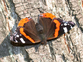 Vanessa atalanta L. adulte - ©Philippe Mothiron