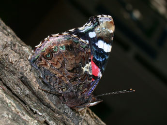 Vanessa atalanta L. adulte - ©Philippe Mothiron