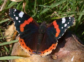 Vanessa atalanta L. adulte - ©Philippe Mothiron