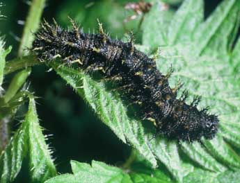  Chenille de Vanessa atalanta L. - ©Philippe Mothiron