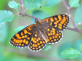 Melitaea athalia Rott. adulte - ©Philippe Mothiron