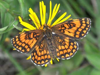 Melitaea athalia Rott. adulte - Philippe Mothiron