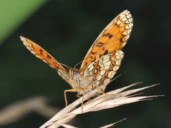 Melitaea athalia Rott. adulte - Philippe Mothiron