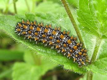  Chenille de Melitaea athalia Rott. - ©Thimothy Cowles