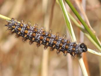  Chenille de Melitaea athalia Rott. - Philippe Mothiron