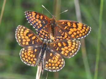 Melitaea athalia Rott. adulte - Philippe Mothiron