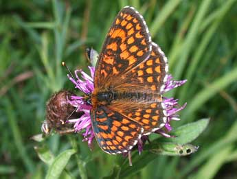 Melitaea athalia Rott. adulte - ©Philippe Mothiron