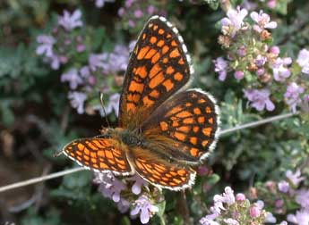 Melitaea athalia Rott. adulte - Philippe Mothiron