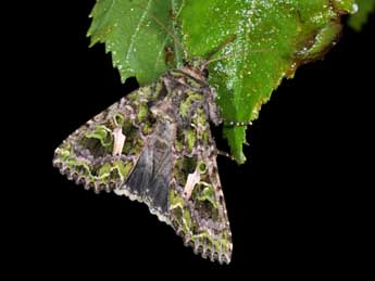 Trachea atriplicis L. adulte - Philippe Mothiron