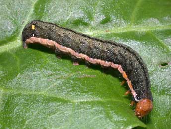  Chenille de Trachea atriplicis L. - ©Philippe Mothiron