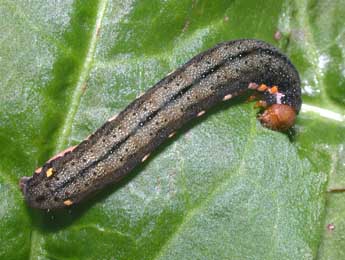  Chenille de Trachea atriplicis L. - ©Philippe Mothiron