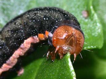  Chenille de Trachea atriplicis L. - Philippe Mothiron