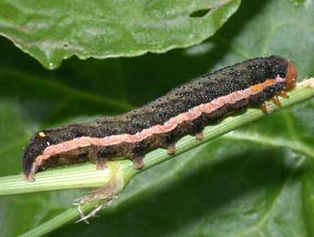  Chenille de Trachea atriplicis L. - ©Philippe Mothiron