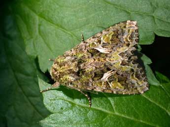 Trachea atriplicis L. adulte - Philippe Mothiron