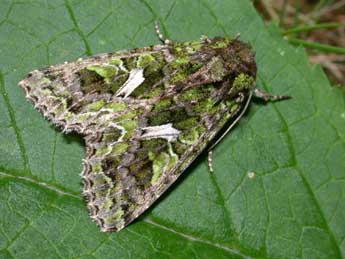 Trachea atriplicis L. adulte - Philippe Mothiron