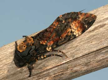 Acherontia atropos L. adulte - Daniel Morel