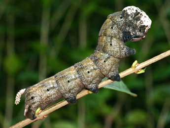  Chenille de Acherontia atropos L. - ©Serge Wambeke