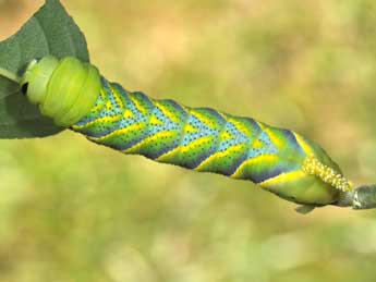  Chenille de Acherontia atropos L. - Philippe Mothiron