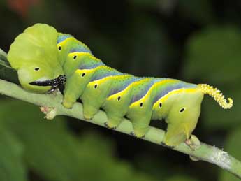  Chenille de Acherontia atropos L. - ©Philippe Mothiron